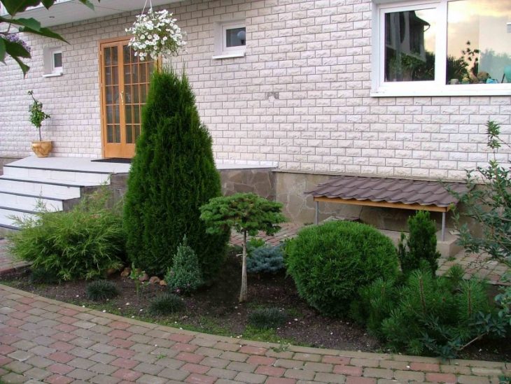 хвойные растения для сада фото