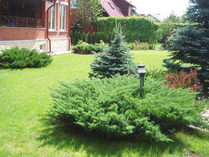 хвойные растения для сада фото